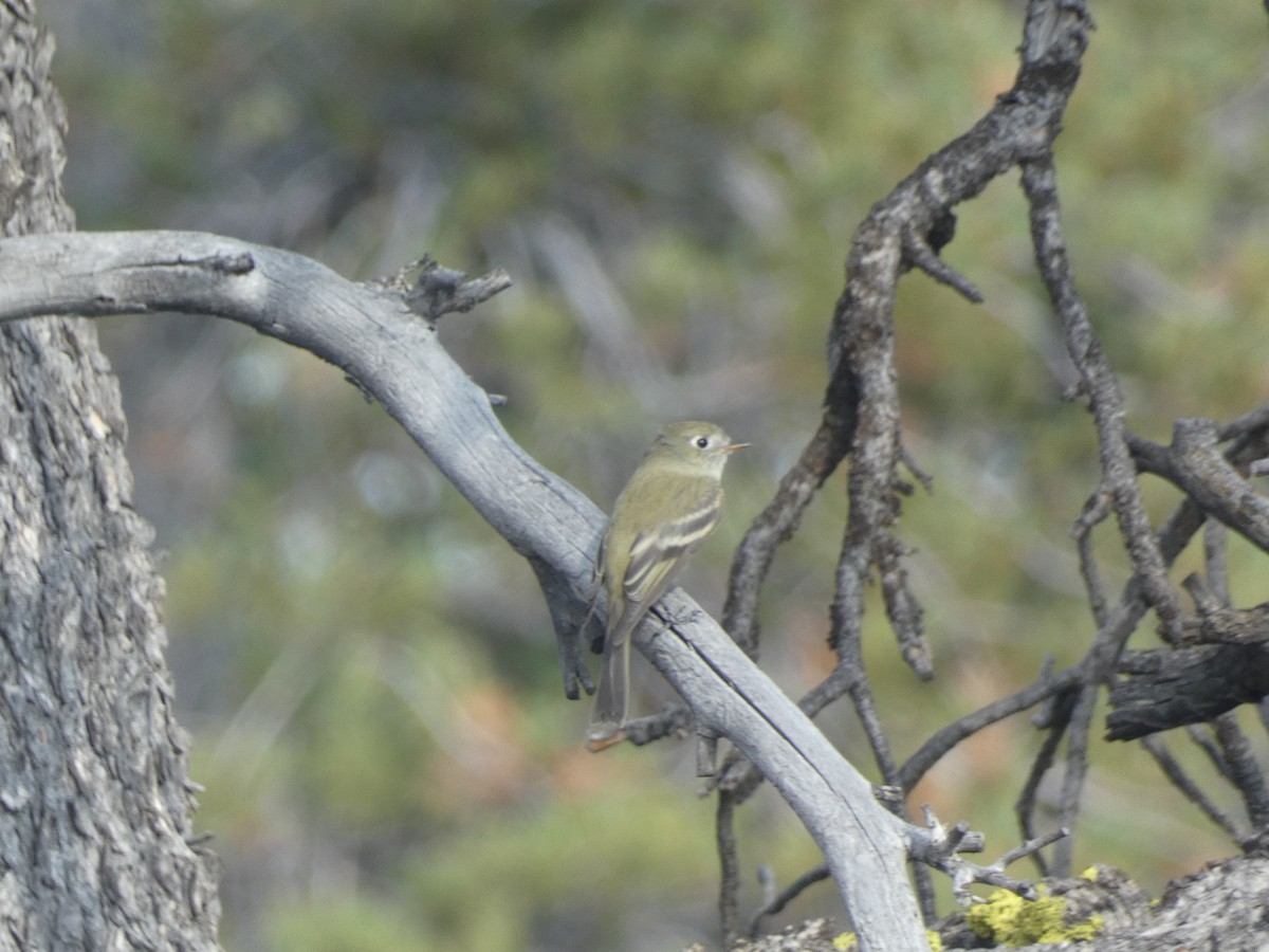 Hammond's Flycatcher - ML641914740