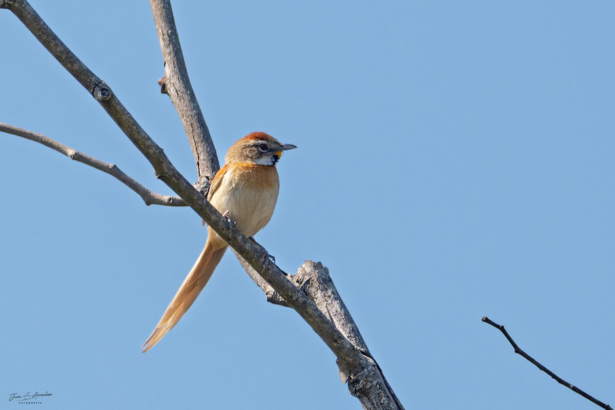 Chotoy Spinetail - ML641914741