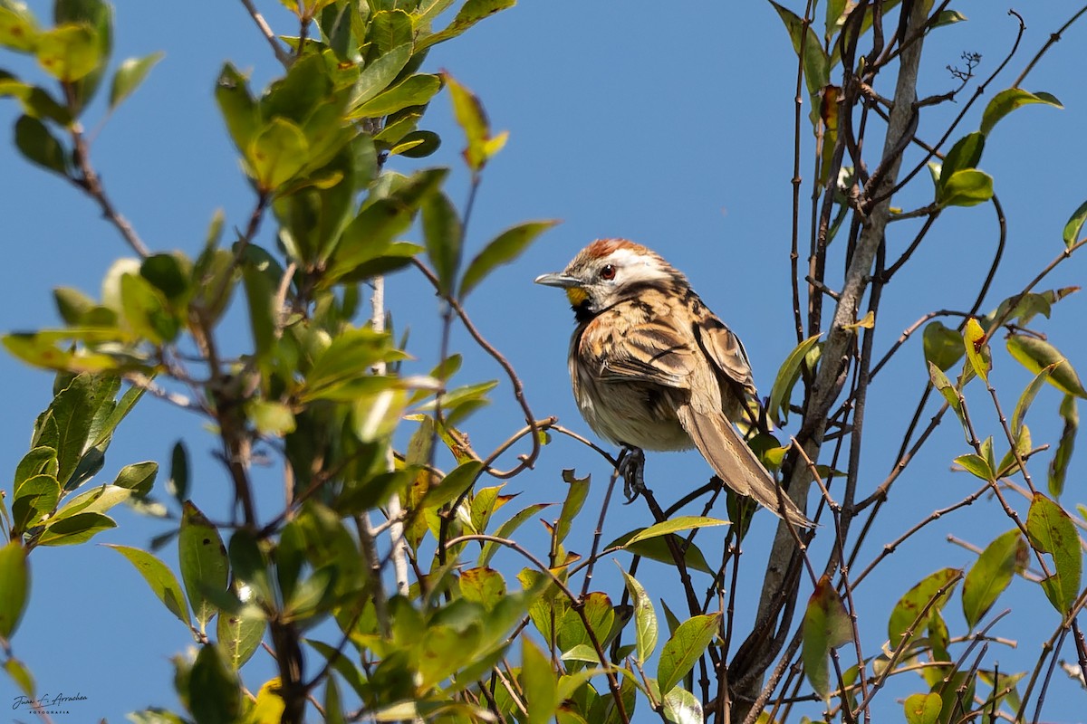 Chotoy Spinetail - ML641914742