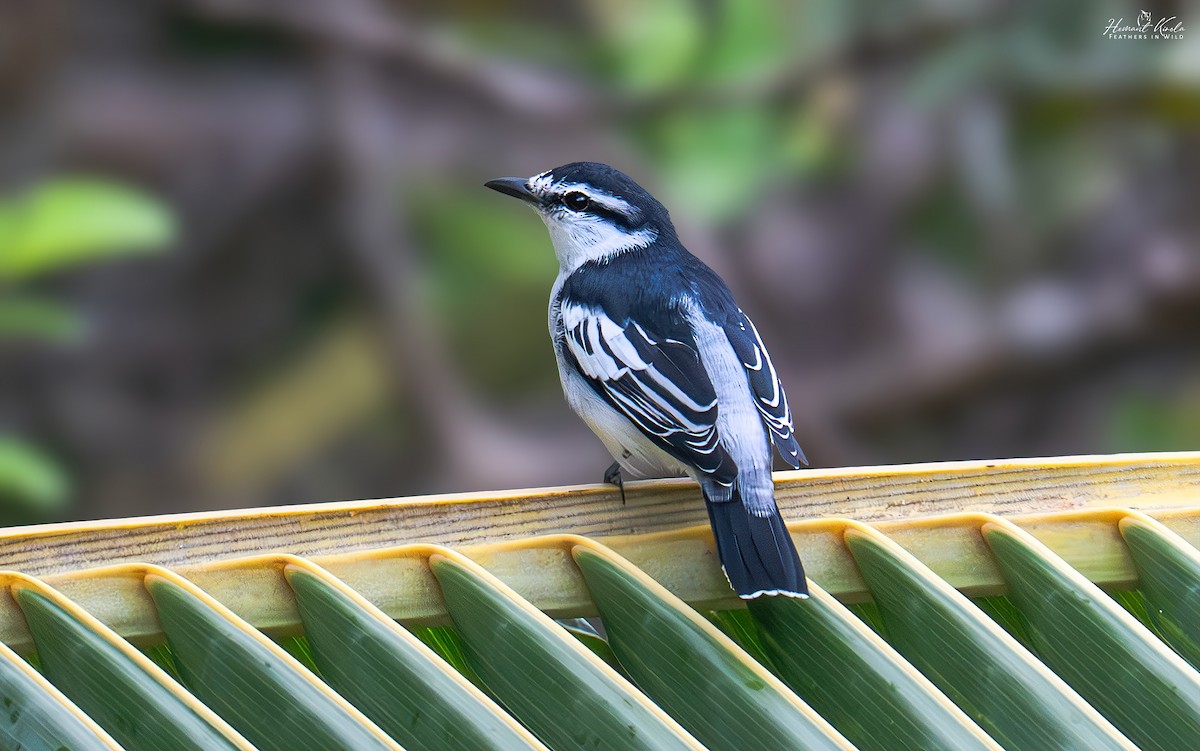 Pied Triller - ML641914751
