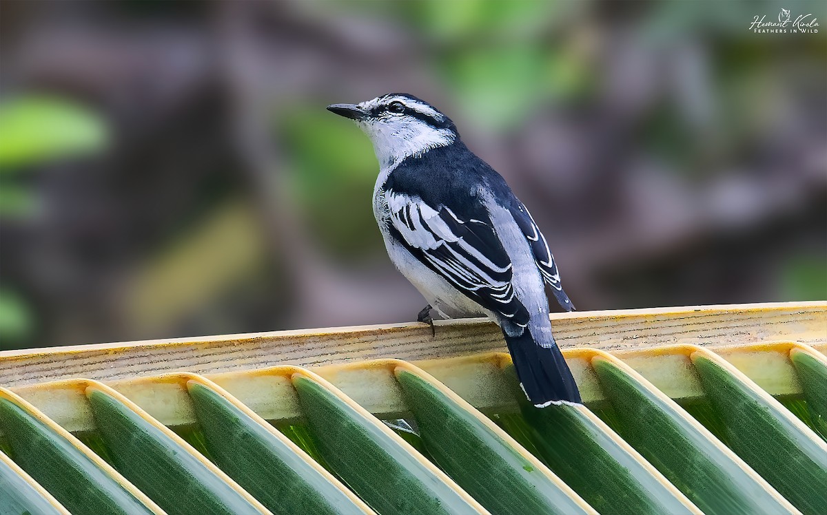 Pied Triller - ML641914755