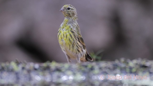 European Serin - ML641914783