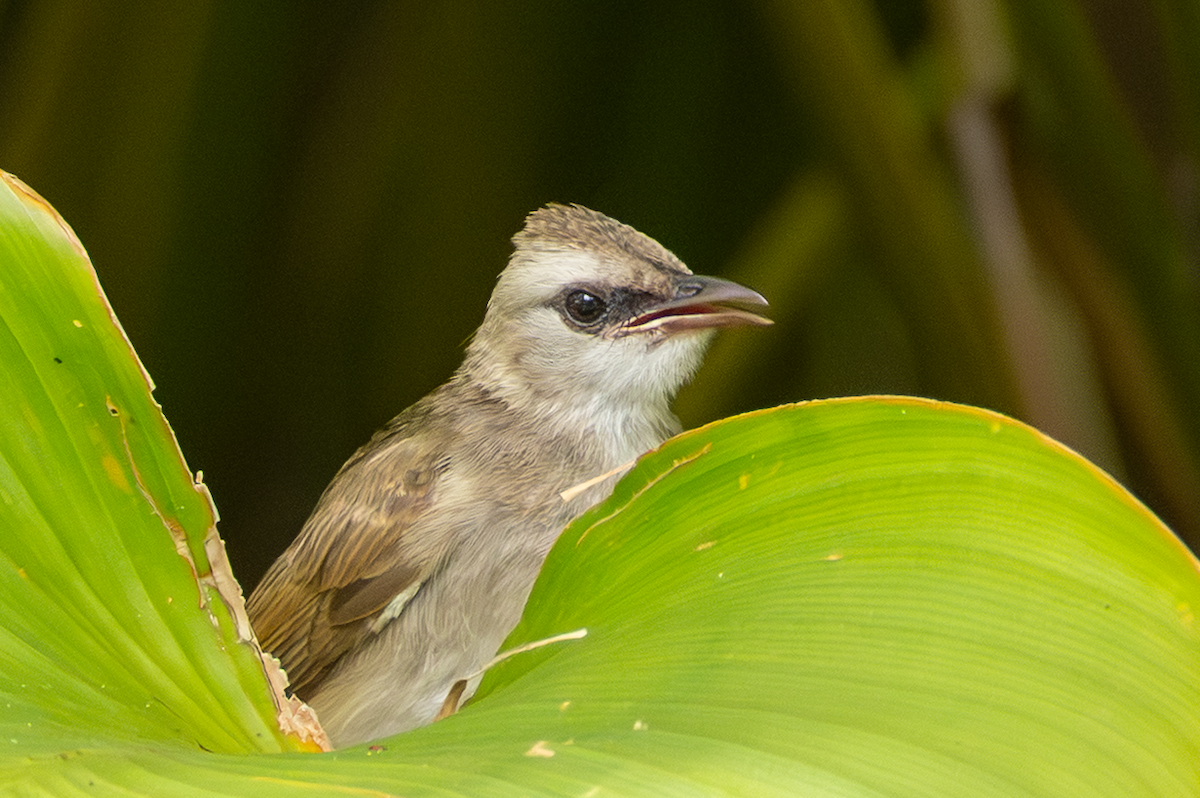 Yellow-vented Bulbul - ML641914797