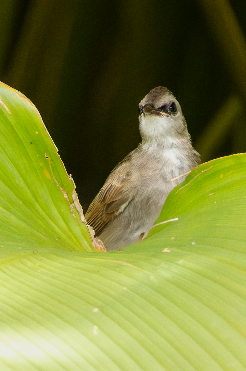 Yellow-vented Bulbul - ML641914798