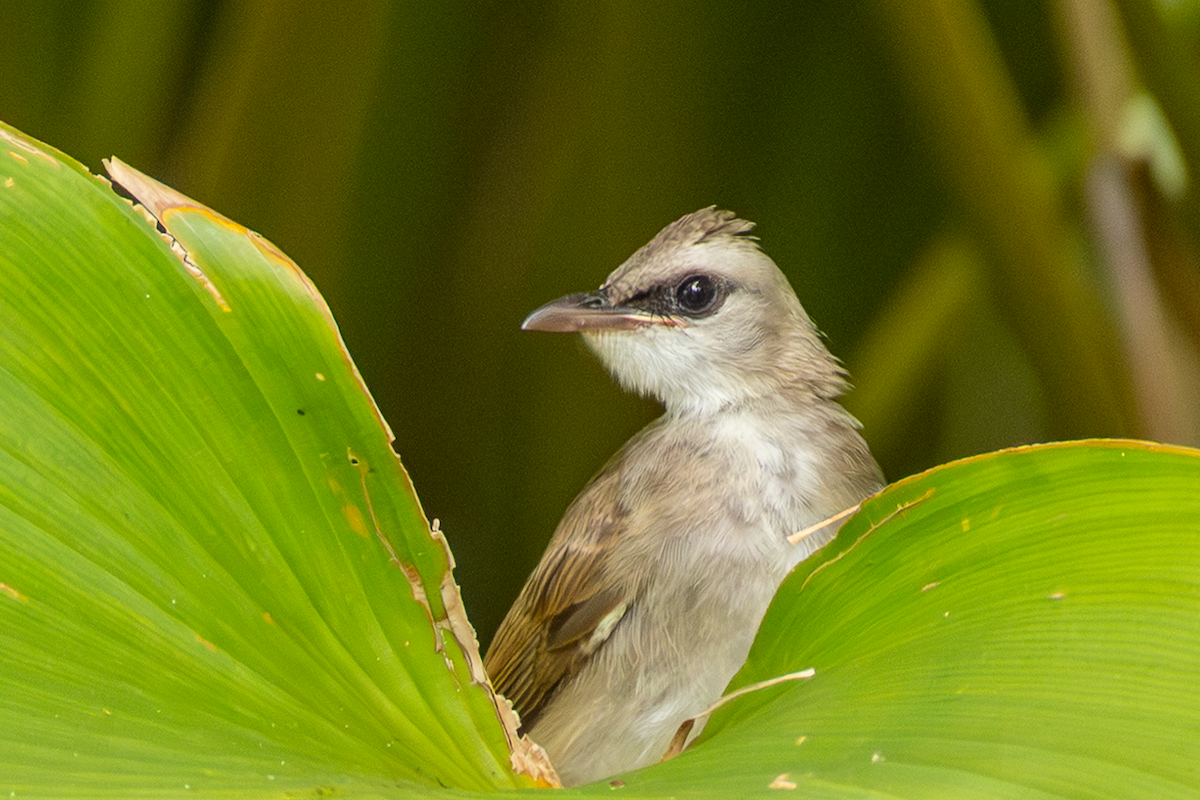 Yellow-vented Bulbul - ML641914799