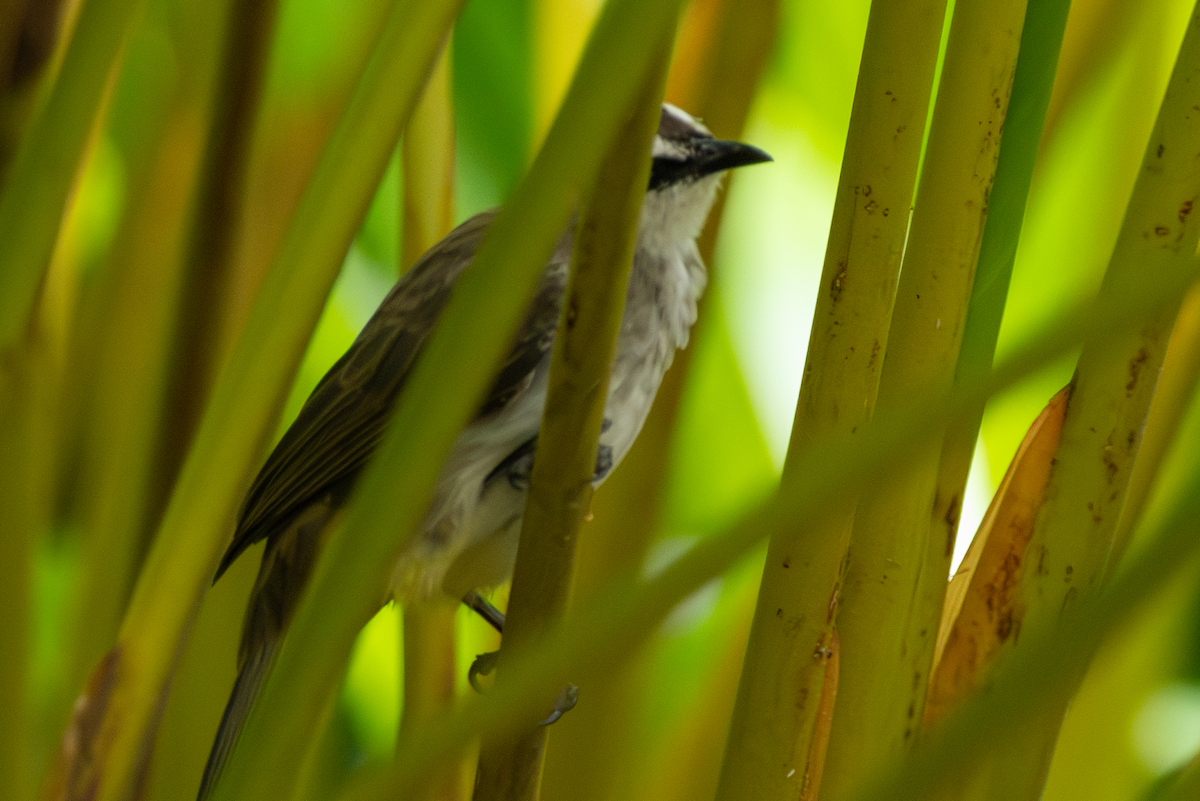 Yellow-vented Bulbul - ML641914800