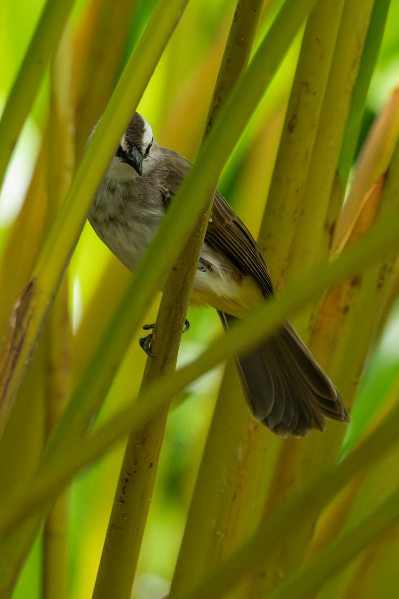 Yellow-vented Bulbul - ML641914801