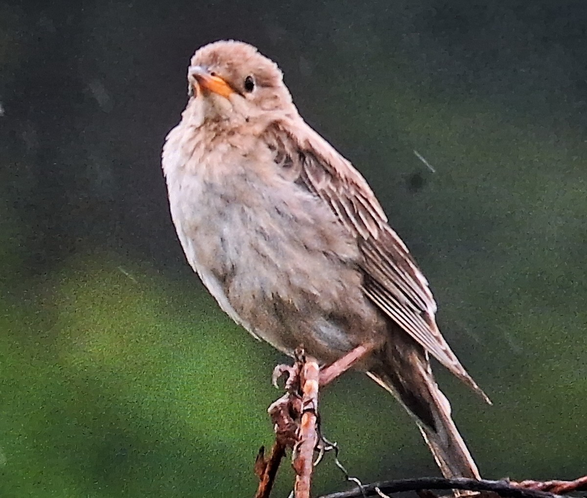 Rosy Starling - ML641914811