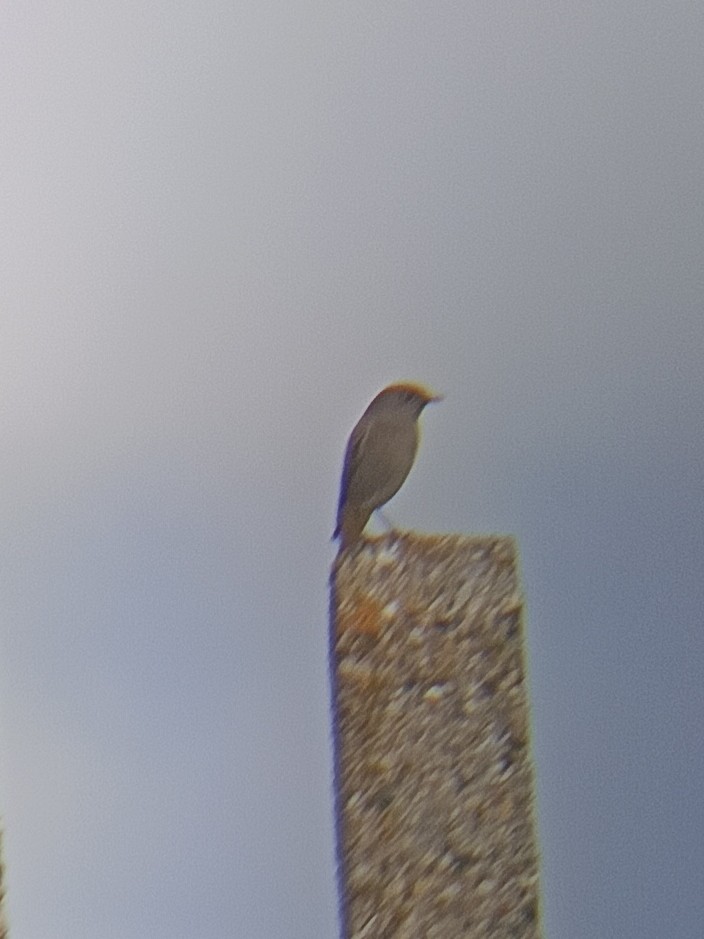 Black Redstart - ML641914814