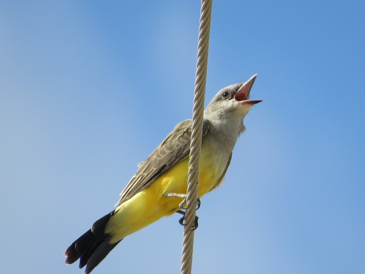 Western Kingbird - ML641914815