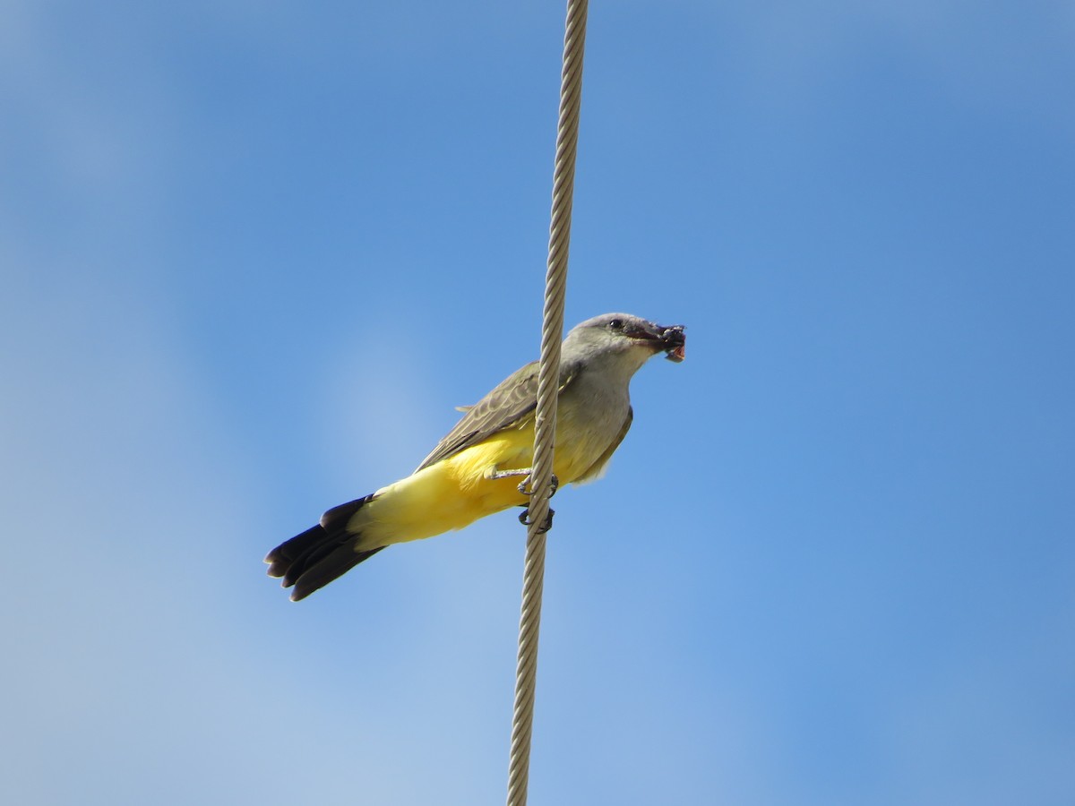 Western Kingbird - ML641914816
