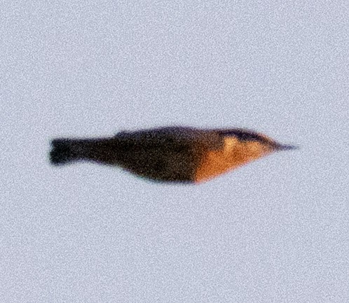 Red-breasted Nuthatch - ML641914837
