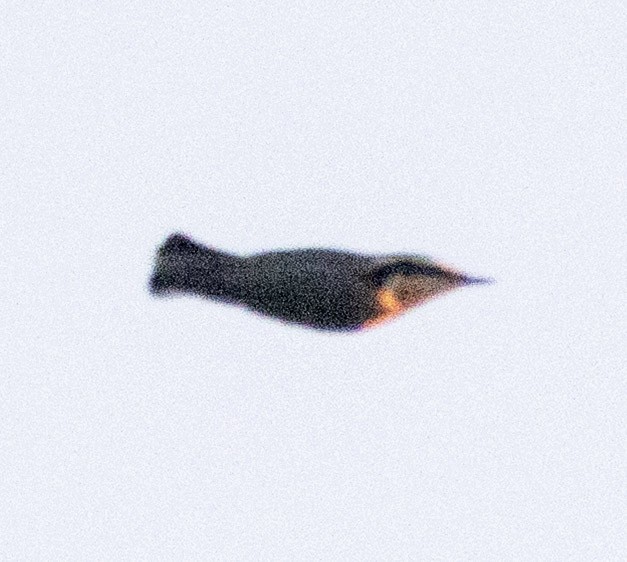 Red-breasted Nuthatch - ML641914838