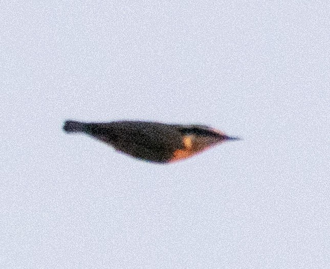 Red-breasted Nuthatch - ML641914839