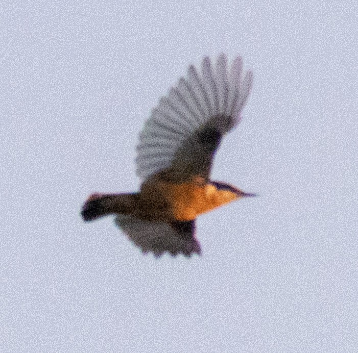 Red-breasted Nuthatch - ML641914840