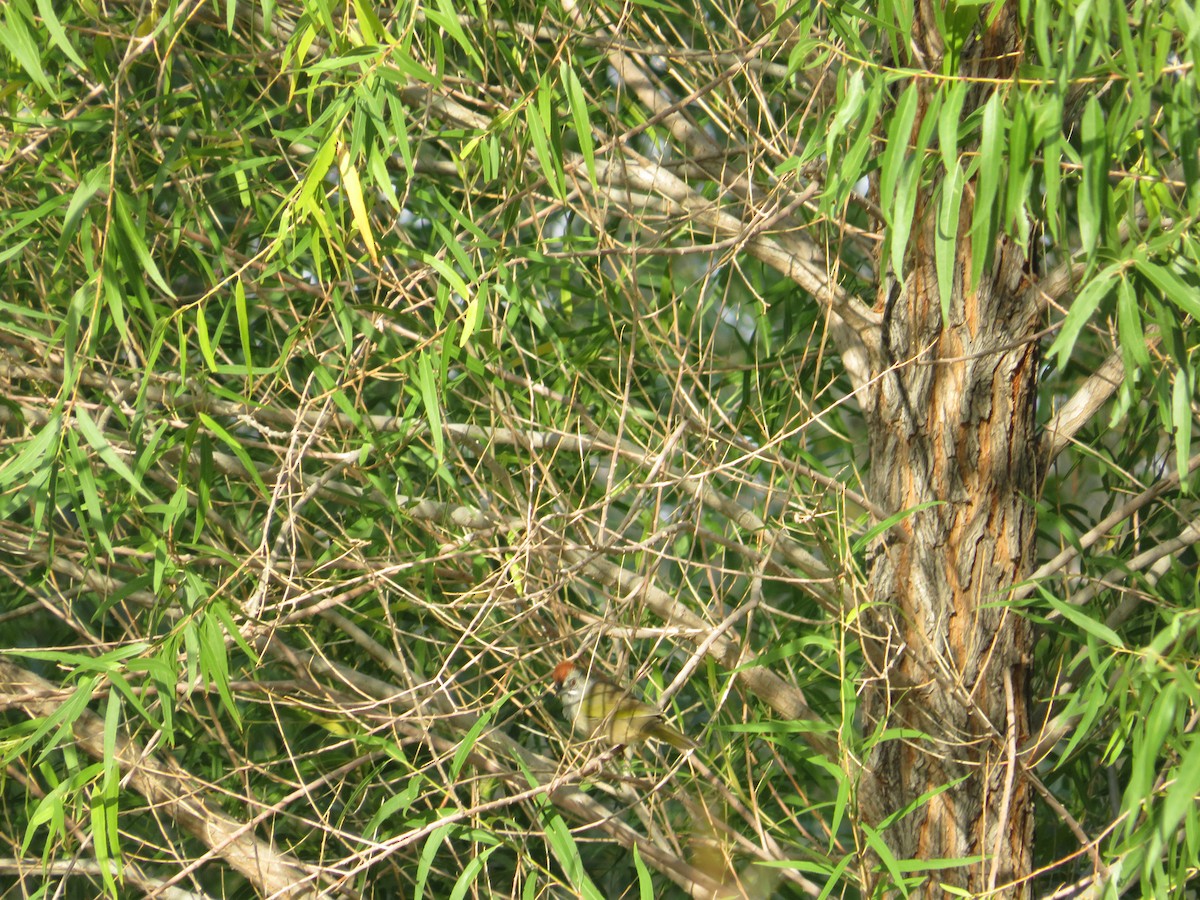 Green-tailed Towhee - ML641914858