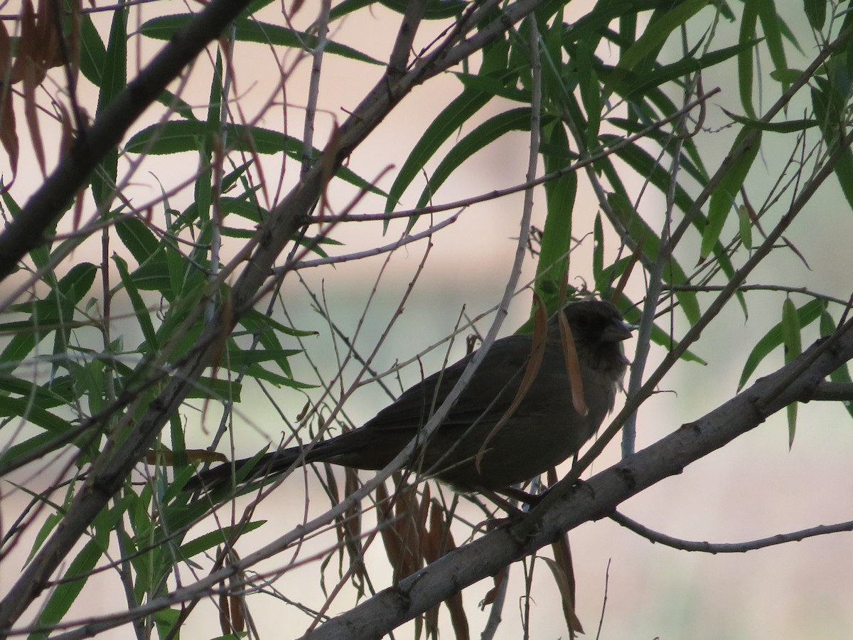 Abert's Towhee - ML641914859