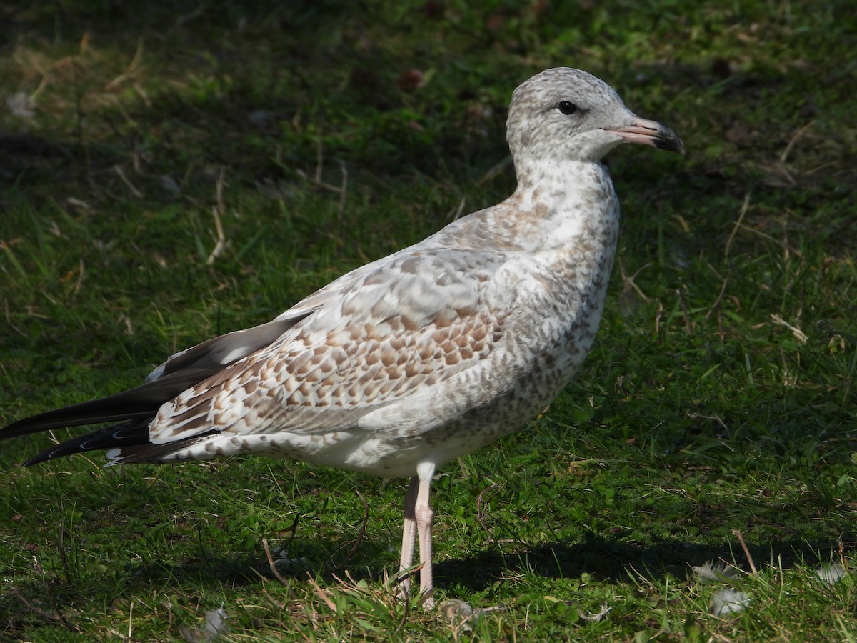 Ring-billed Gull - ML641914868