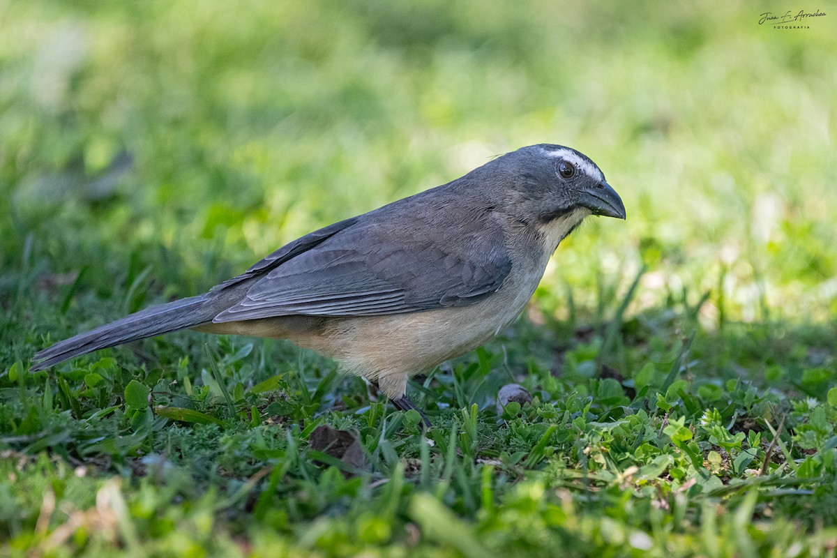 Bluish-gray Saltator - ML641914872