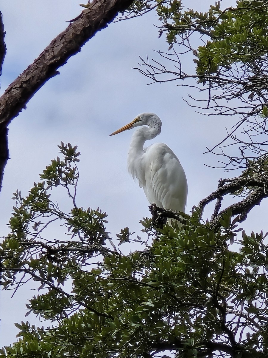 Great Egret - ML641914877