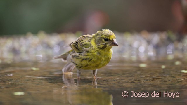 European Serin - ML641914881