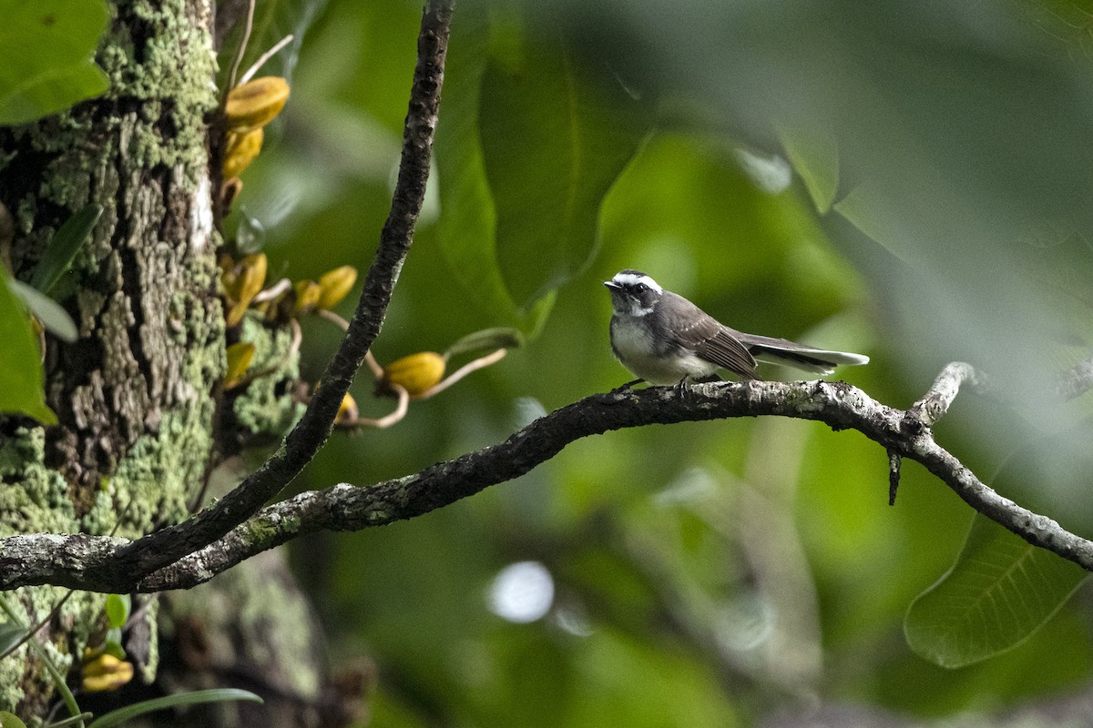 White-browed Fantail - ML641914889