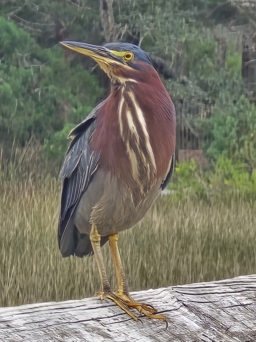 Green Heron - ML641914890
