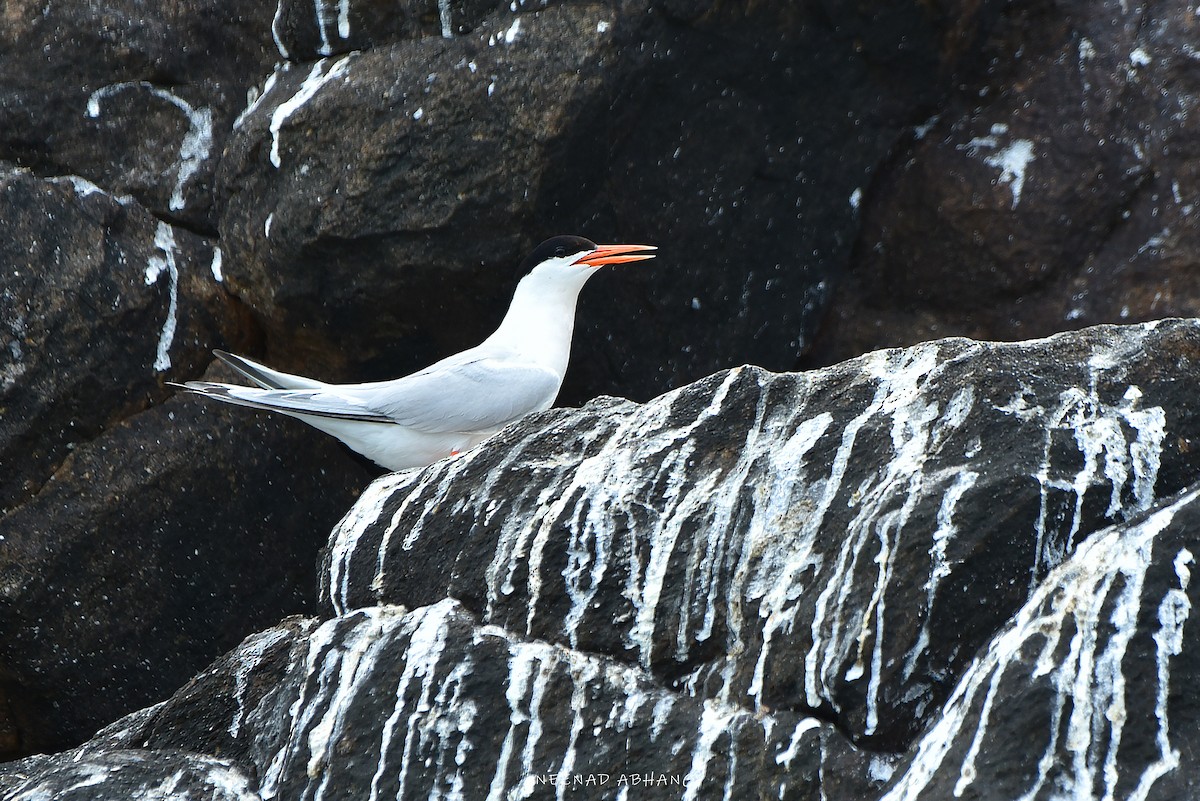 Roseate Tern - ML641914905