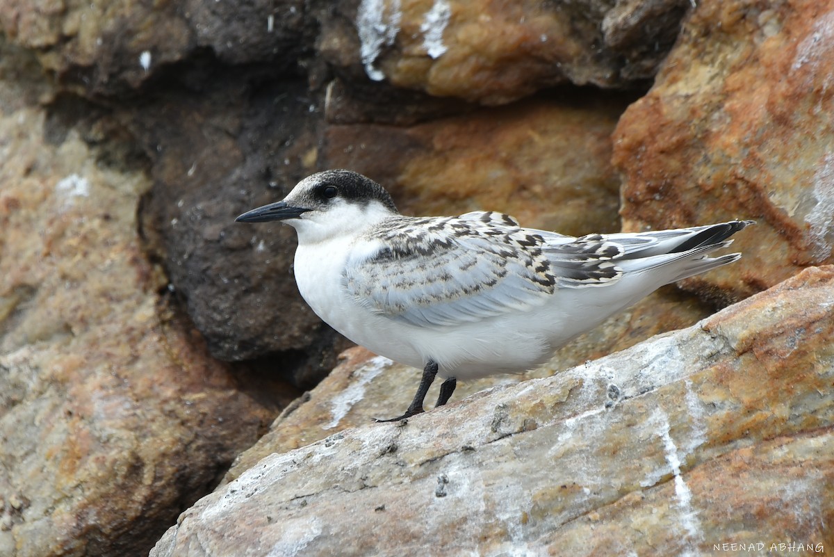Roseate Tern - ML641914906