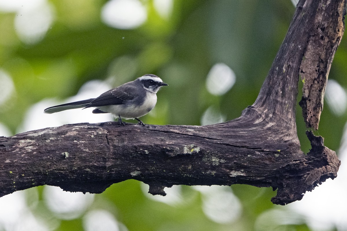 White-browed Fantail - ML641914907