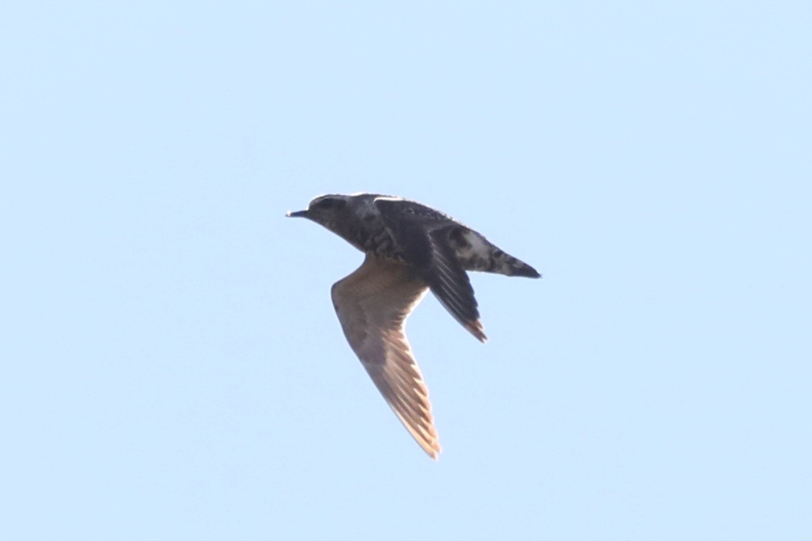 American Golden-Plover - ML641914913