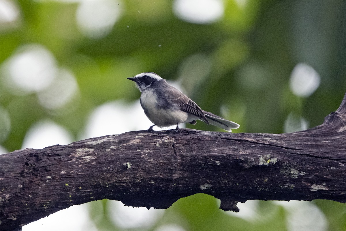 White-browed Fantail - ML641914936