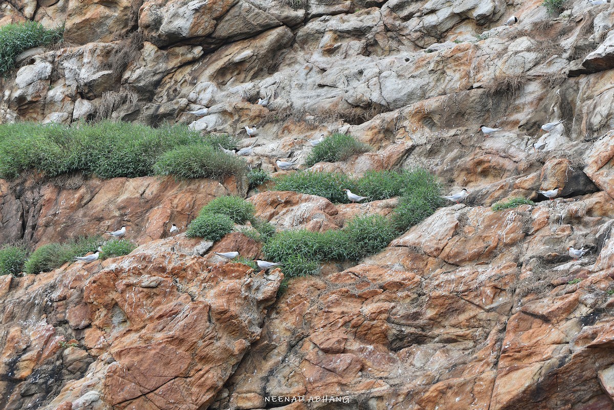 Roseate Tern - ML641914941