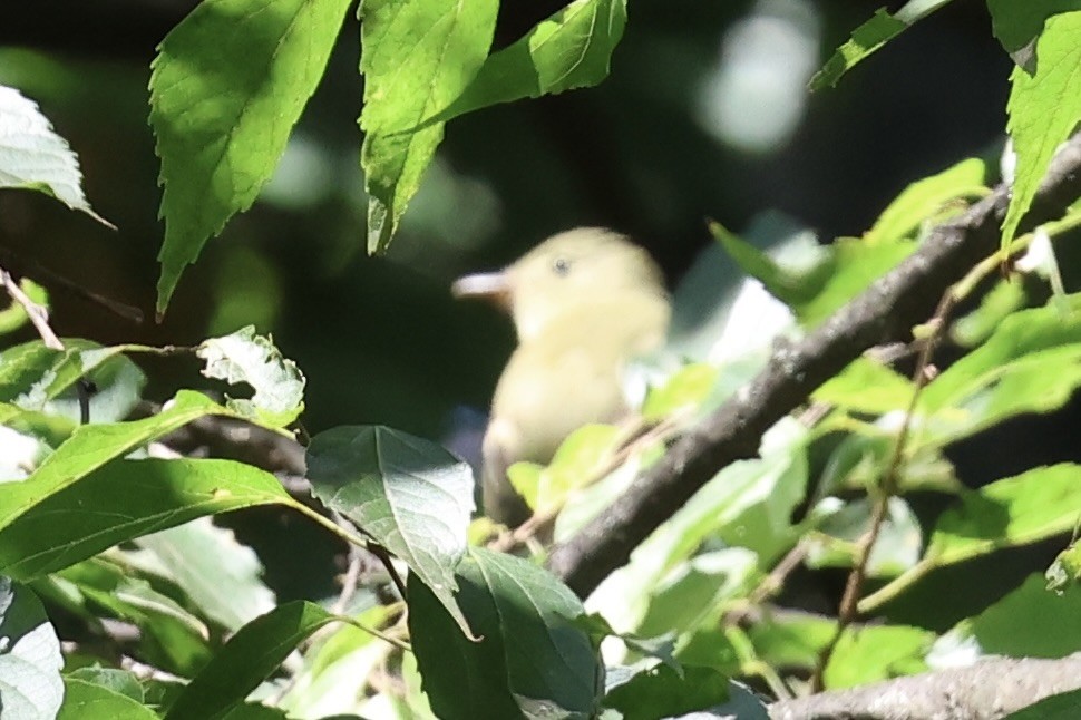 Yellow-bellied Flycatcher - ML641914954