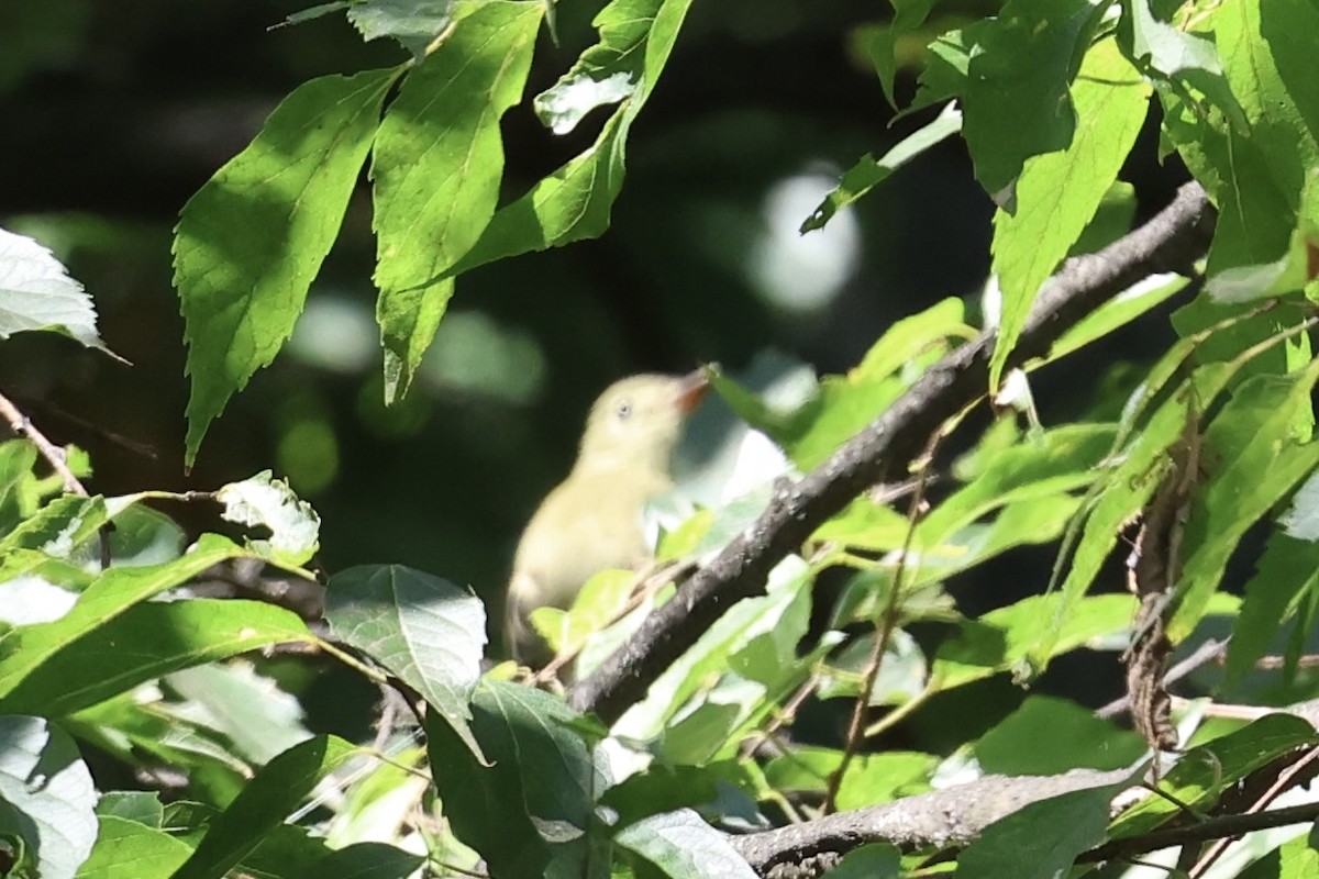 Yellow-bellied Flycatcher - ML641914955