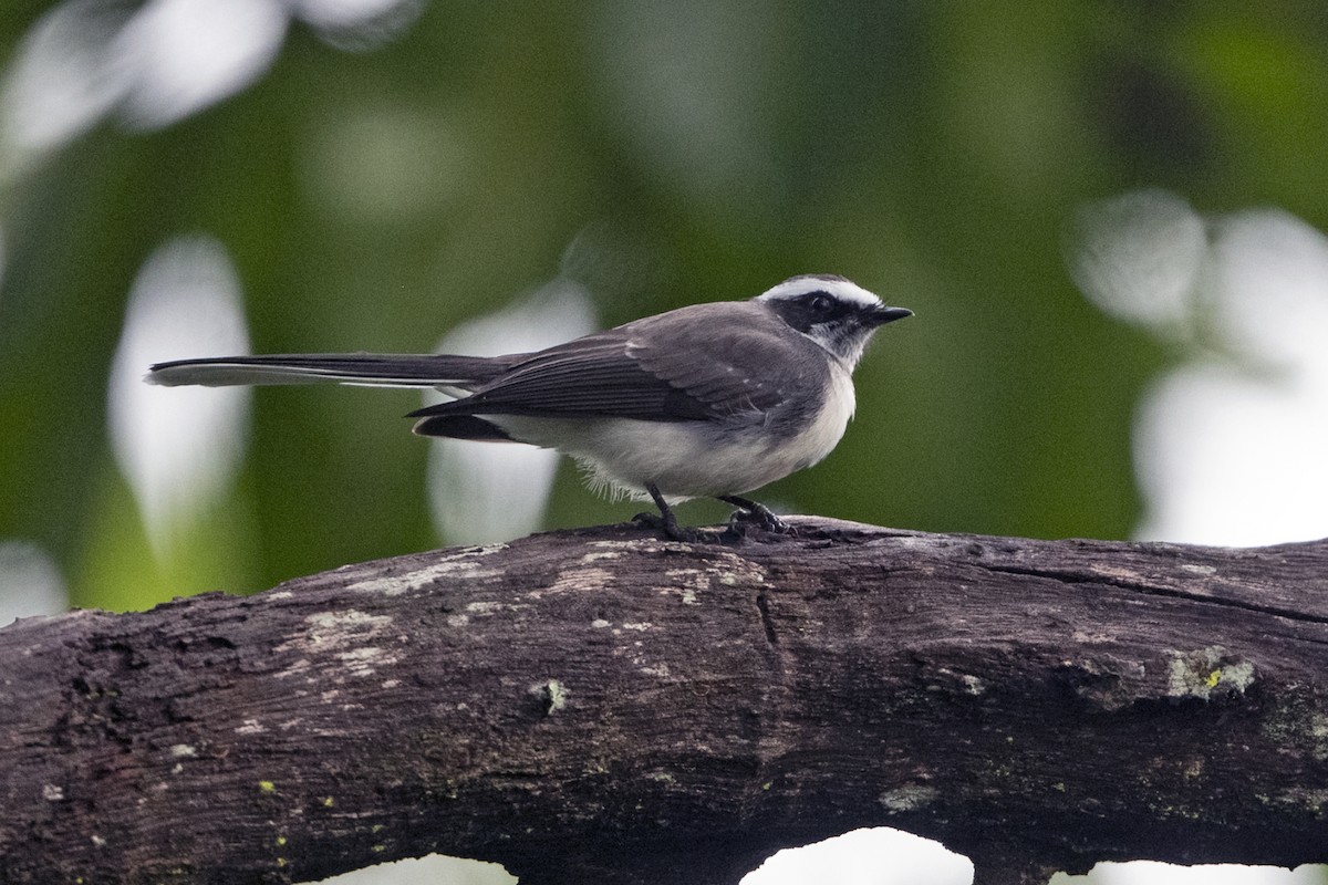 White-browed Fantail - ML641914956