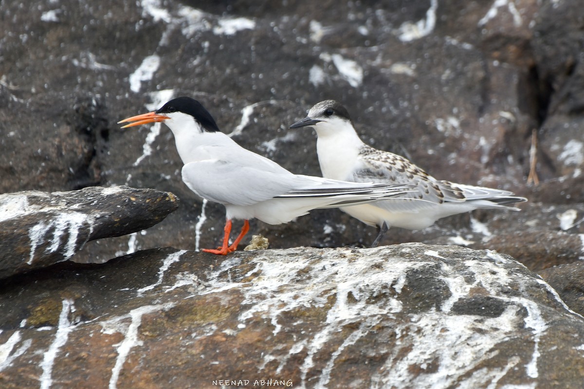 Roseate Tern - ML641914968