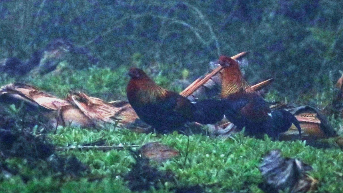 Red Junglefowl - ML641914970