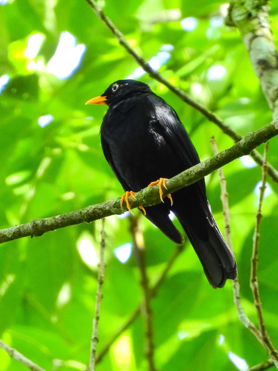 Pale-eyed Thrush - ML641914984
