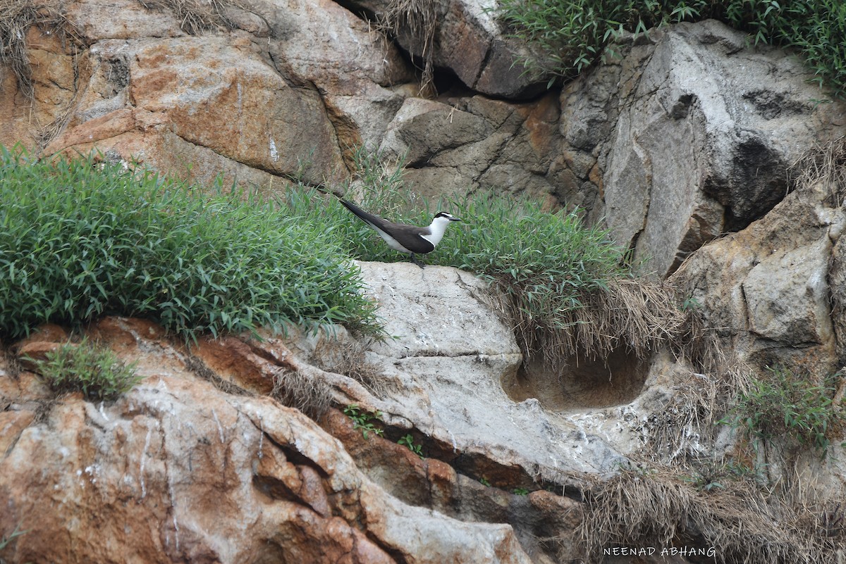 Bridled Tern - ML641914989