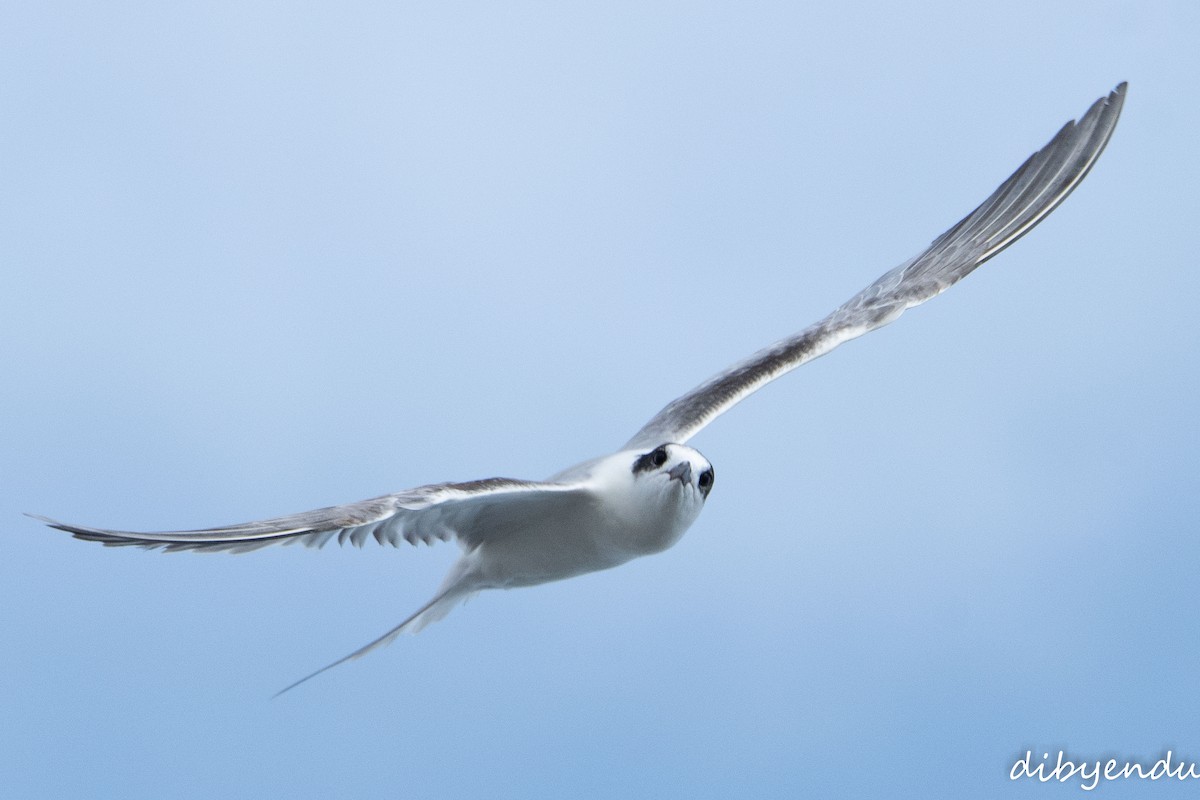 Common Tern - ML641915014