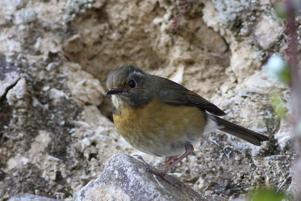 Robin de Johnstone - ML641915038