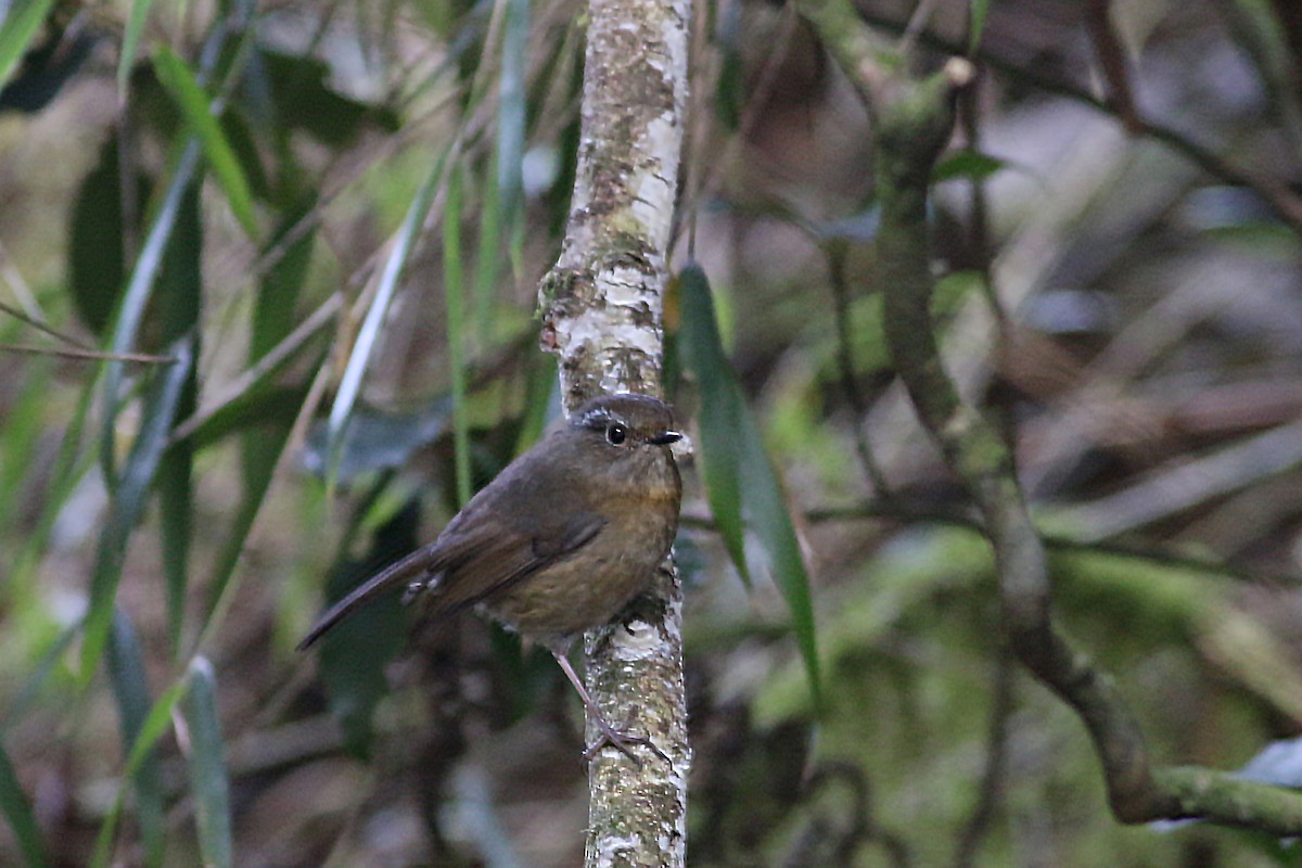 Robin de Johnstone - ML641915039