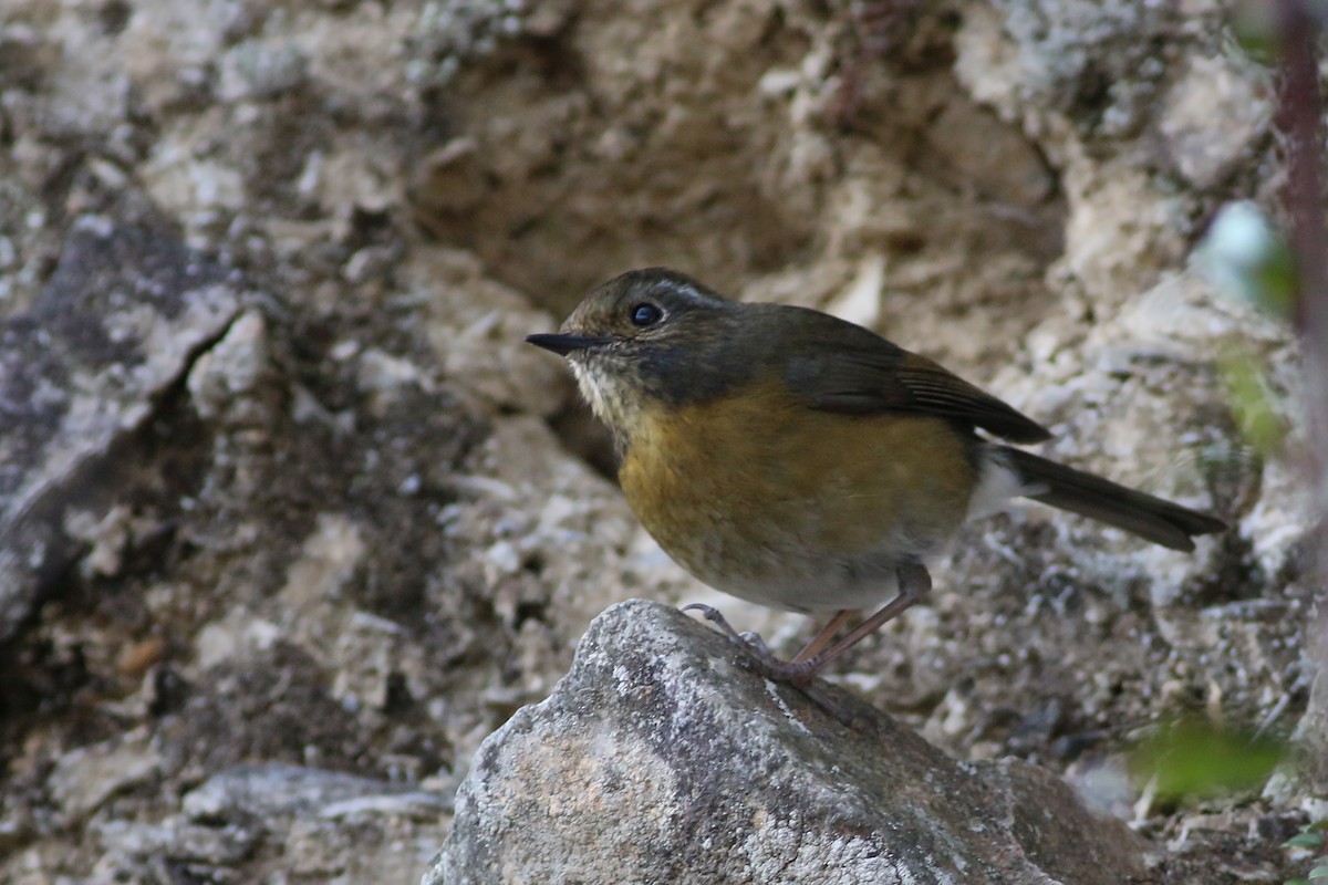 Robin de Johnstone - ML641915040