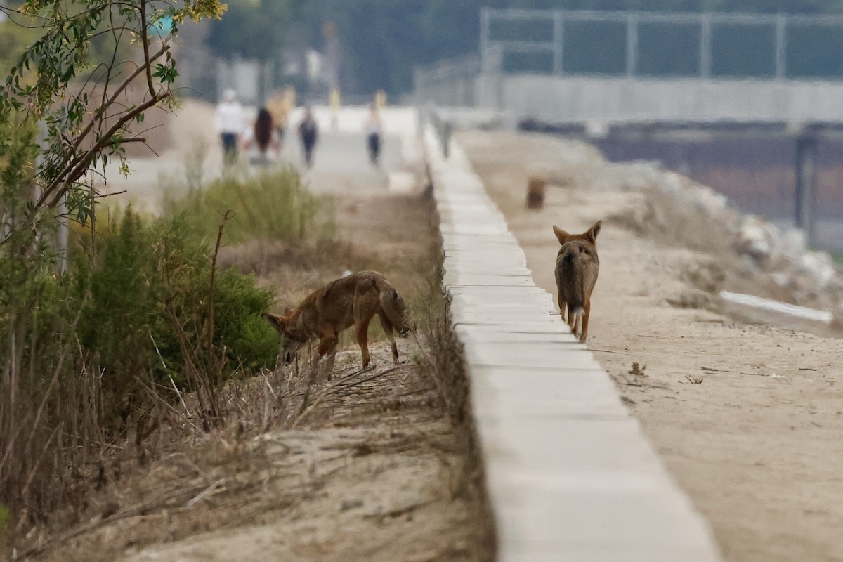 Coyote - ML641915091