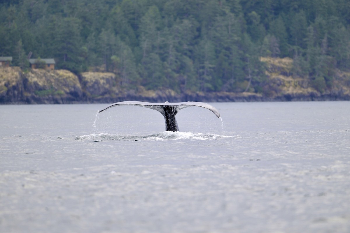 Animals - ML641915132