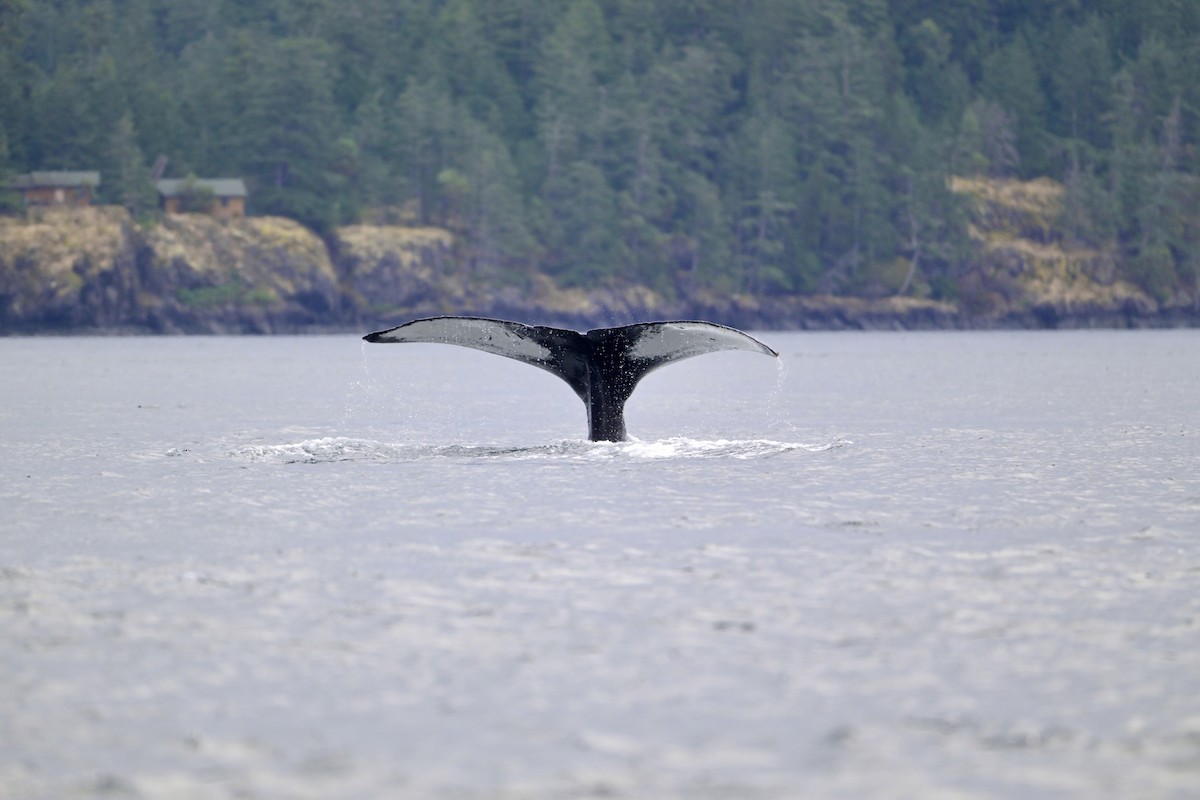 Animals - ML641915133