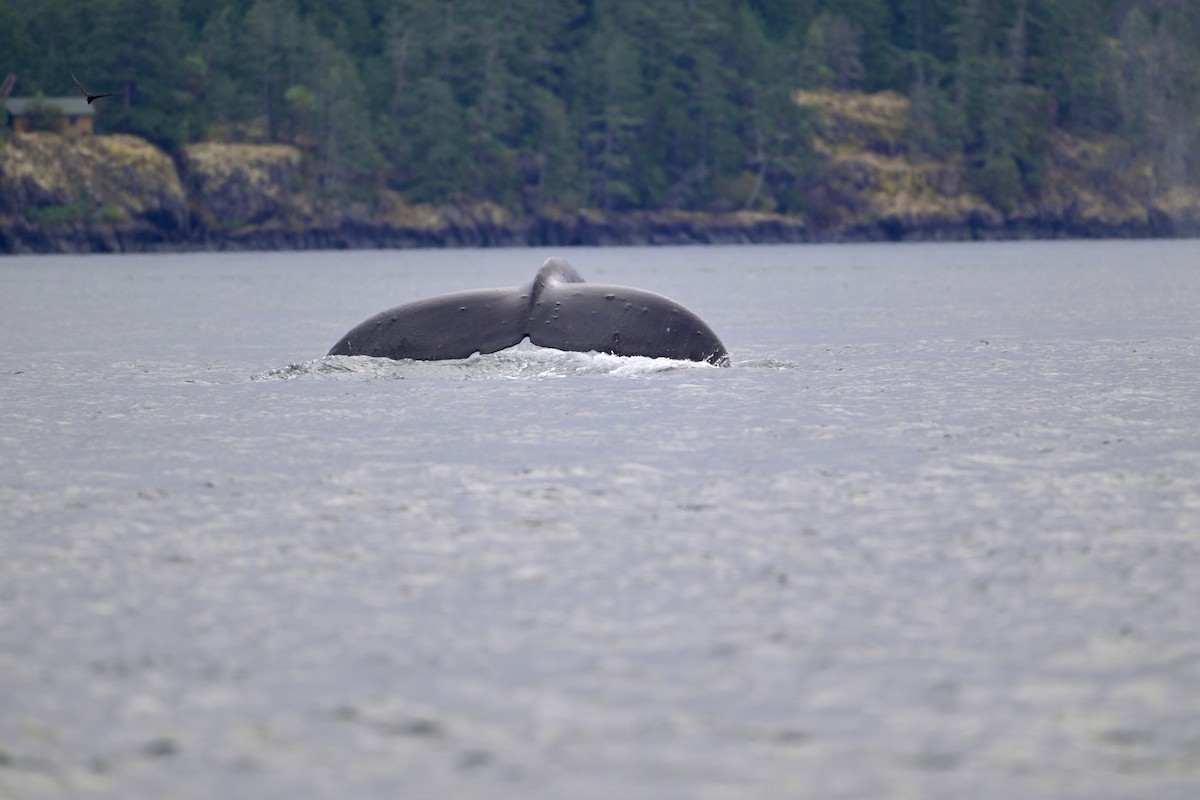 Animals - ML641915134