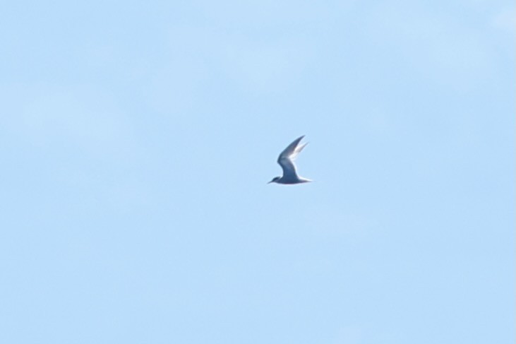 Common Tern - ML641915145