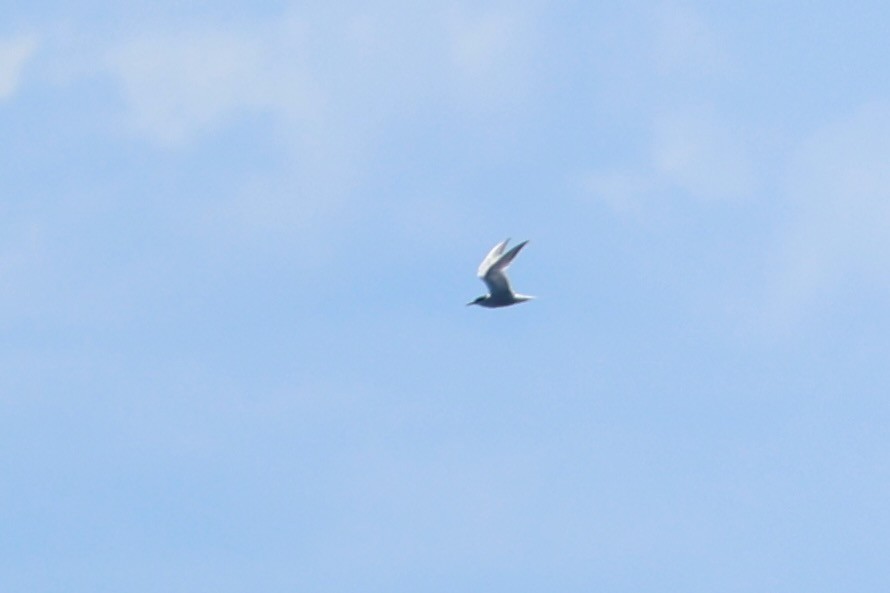 Common Tern - ML641915146